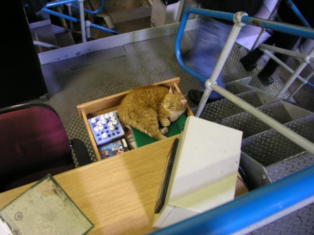 Distillery Cat der Balvenie Distillery