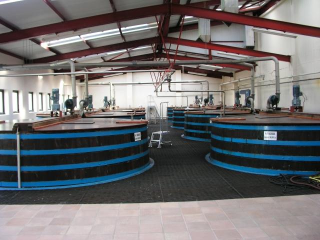 Mehrere Washbacks im Produktionsraum der Glendullan Distillery