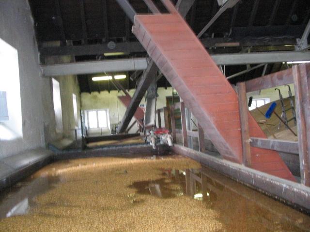 Gerste beim Steeping in der Balvenie Mälzerei am Vormittag